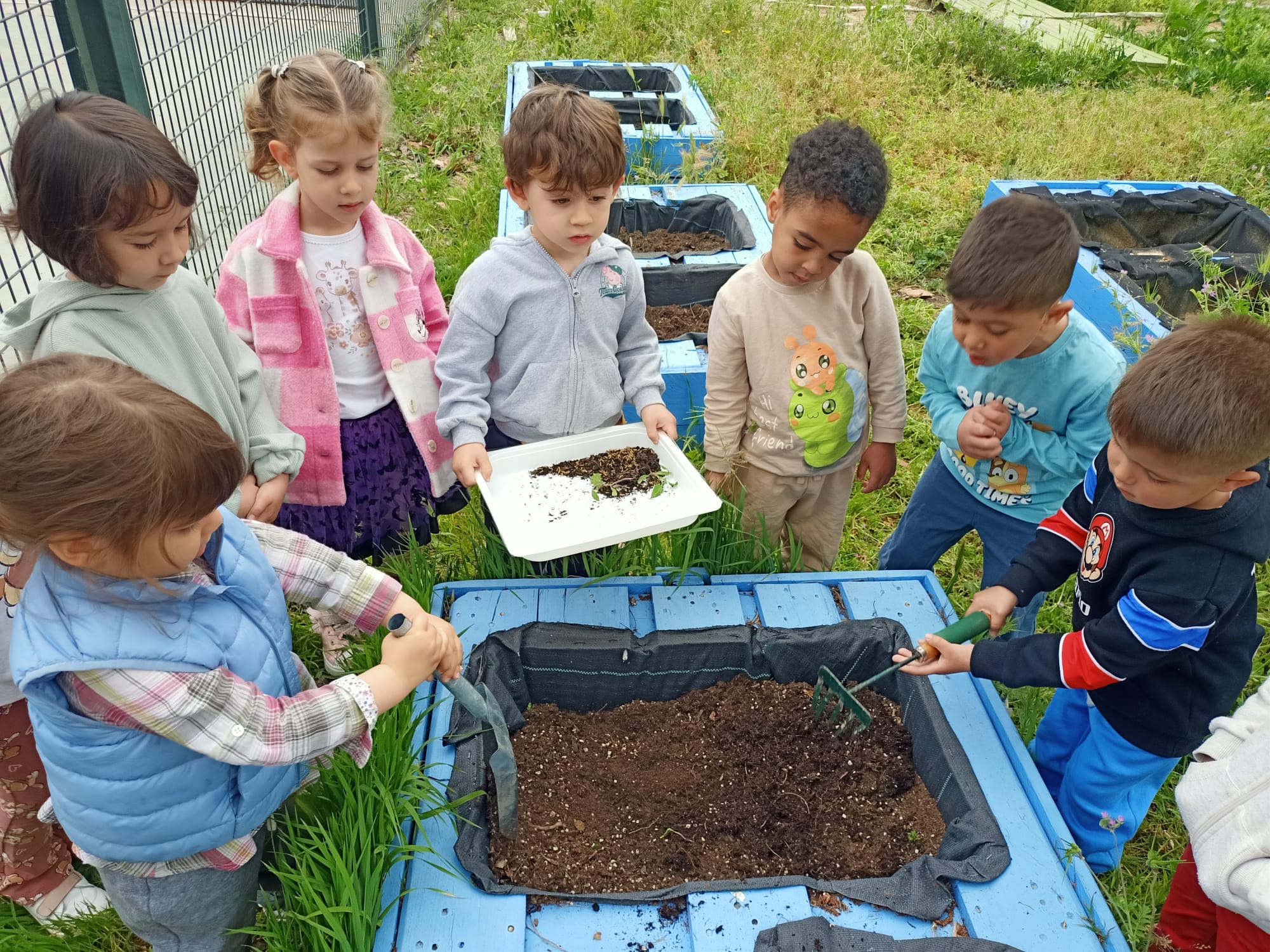 Las niñas y los niños de 3 años cuidan el huerto escolar.